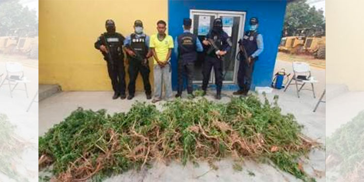 Capturado con más de 500 plantas de marihuana y queda libre por falta pruebas