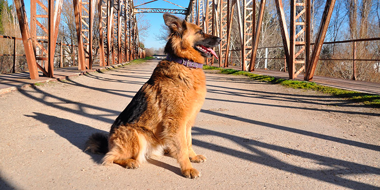 Perro lleva semanas esperando a su dueño en puente donde se suicidó por tener COVID-19