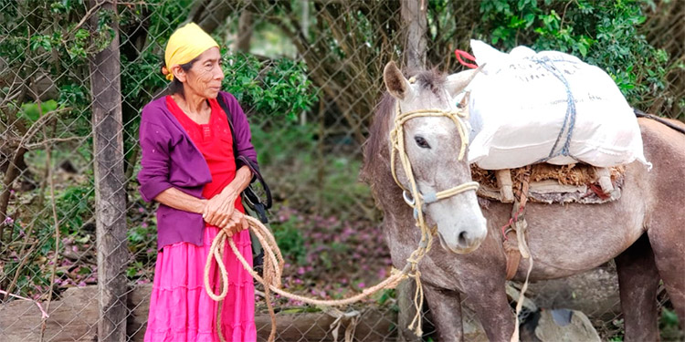 PMA distribuye alimentos a 29,000 familias por crisis
