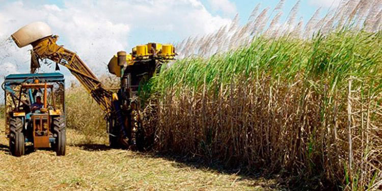 Agroindustria azucarera: orgullo nacional para el país