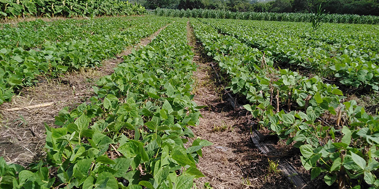 Productores de maíz y frijoles esperanzados en cosechas