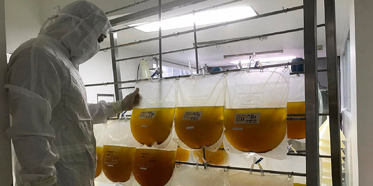 Costa Rica avanza en tratamiento a base de plasma de caballos