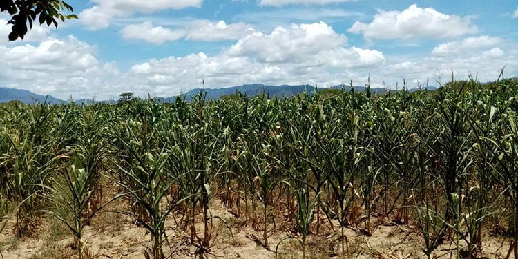 Buenas cosechas de granos en Jamastrán y altiplano