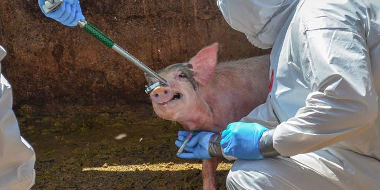 Científicos hallan nuevo virus respiratorio en China