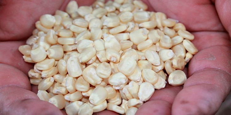 A productores: Recomiendan evitar la quema de parcelas agrícolas
