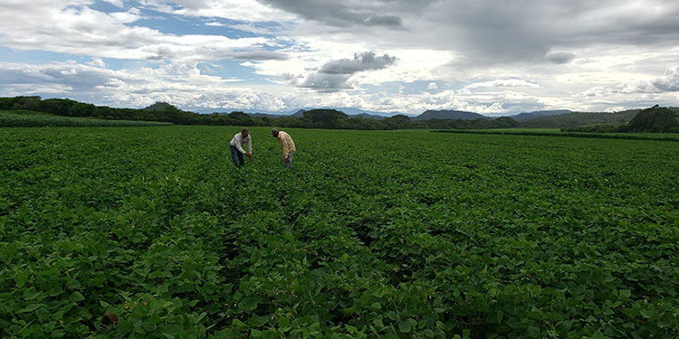 Según Productores: Las soluciones innovadoras que ofrece Cadelga