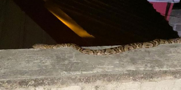 Serpientes invaden los patios de casas en La Concepción