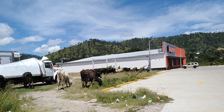 Sin control animales son un peligro en entradas a comerciales y bancos