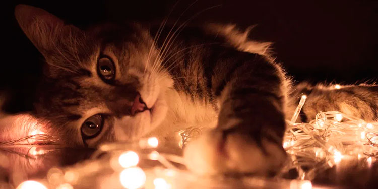 ¿Soñar con gatos es de mala suerte? Conoce su significado