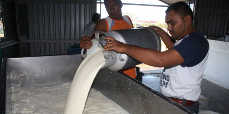 Crece en 600 mil litros la producción de leche