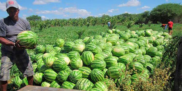 Agroexportadores piden un plan de desarrollo