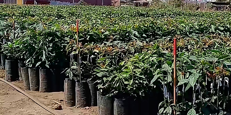 3672 productores se beneficiarán con el Plan Nacional de Aguacate