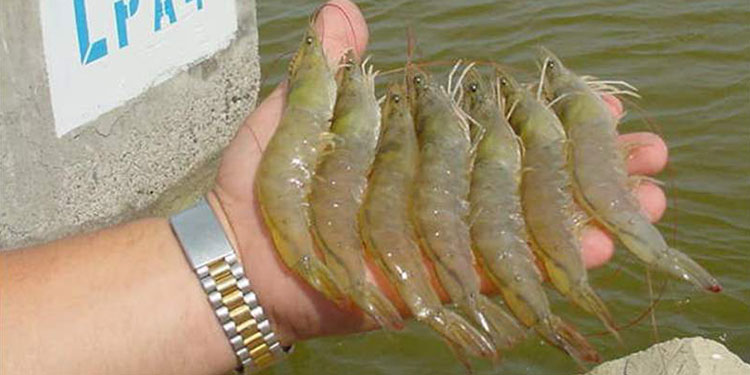 Camaroneros enfrentan pérdidas cuantiosas por lluvias y pandemia