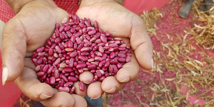 Garantizada cosecha para suplir demanda de frijoles