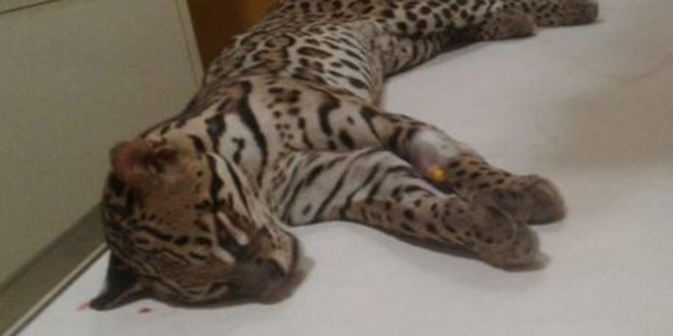 Rescatan con vida leopardo baleado en montaña de Yoro