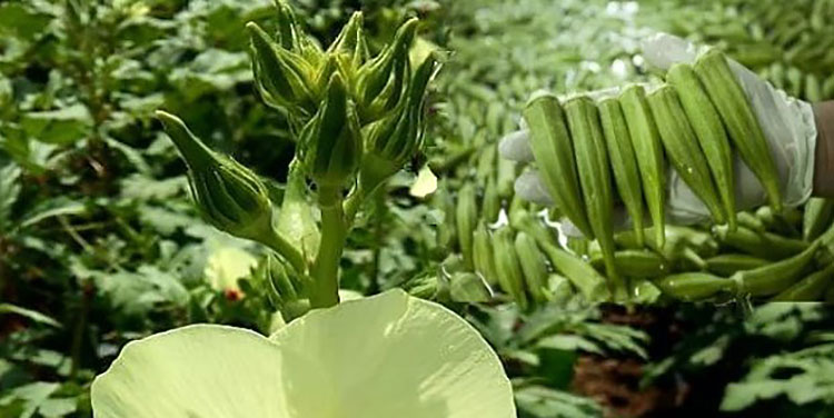 Honduras produce ocra los doce meses del año