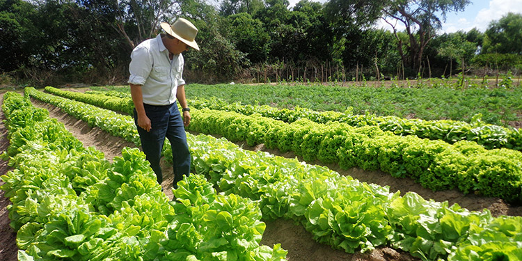 En plena pandemia productores “catrachos” cultivan alimentos