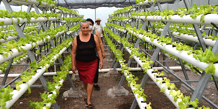 La producción en la pandemia no se detuvo la tierra y el agua