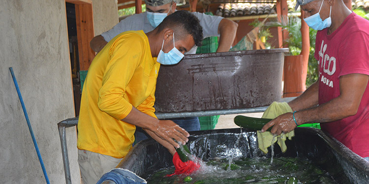 La producción en la pandemia no se detuvo la tierra y el agua