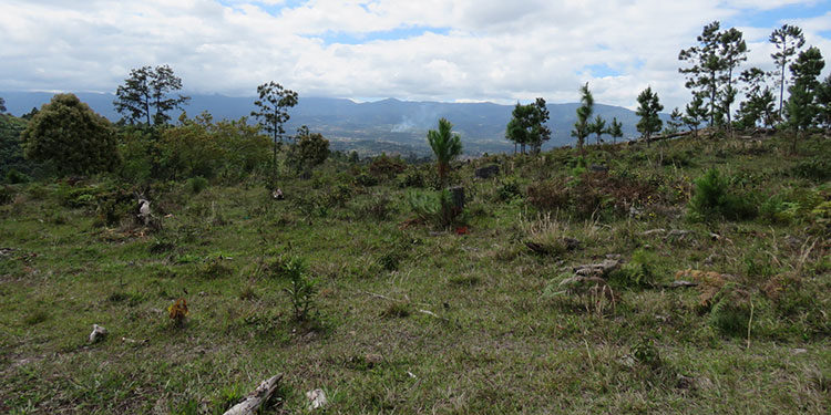 Hoy inician reforestación de microcuencas hidrográficas