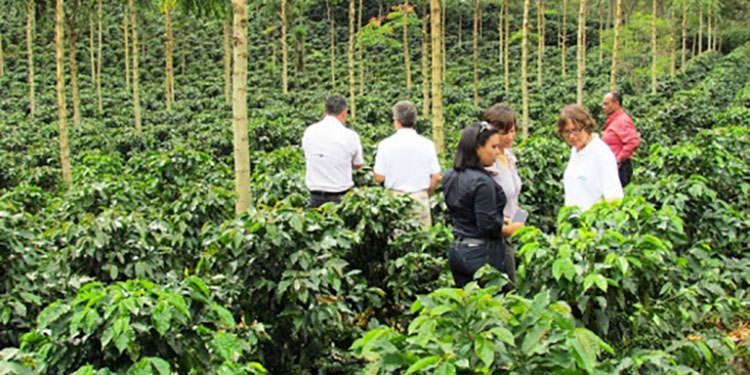 Recuperaremos un millón de quintales de café