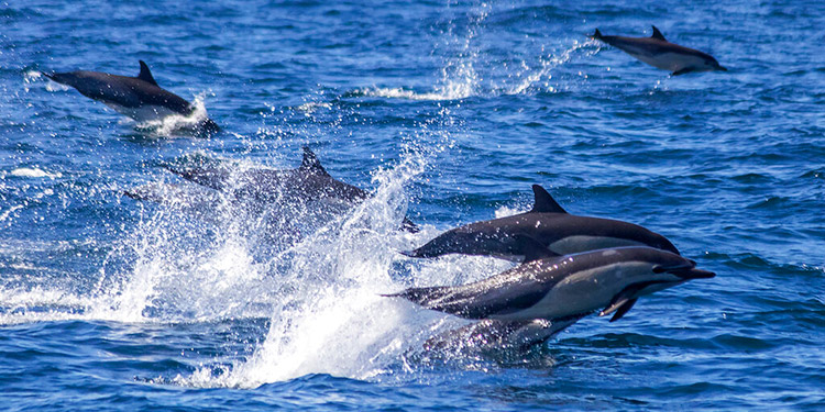 Avistan estampida de unos 300 delfines en sur de California