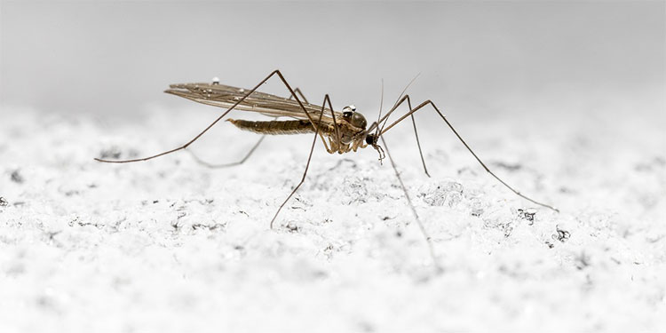 Pandemia aumenta riesgo de muerte por enfermedades trasmitidas por mosquitos, dice OPS