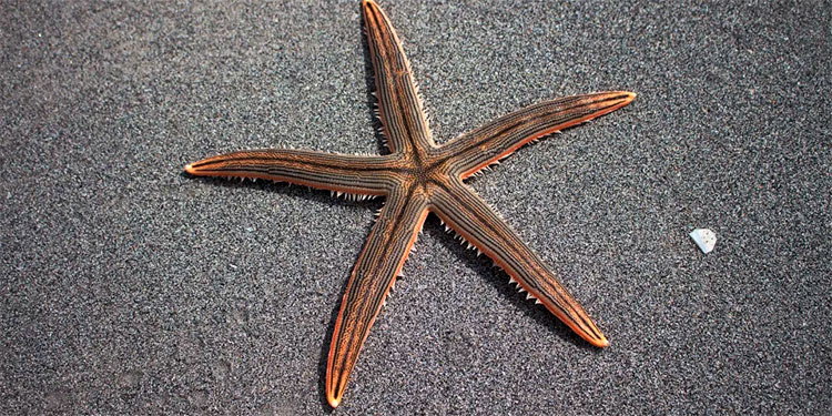 Captan a estrella de mar a la orilla de la playa y se vuelve viral por sus “patas”