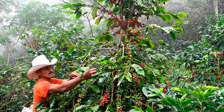 Exportaciones de café con una disminución del 17%