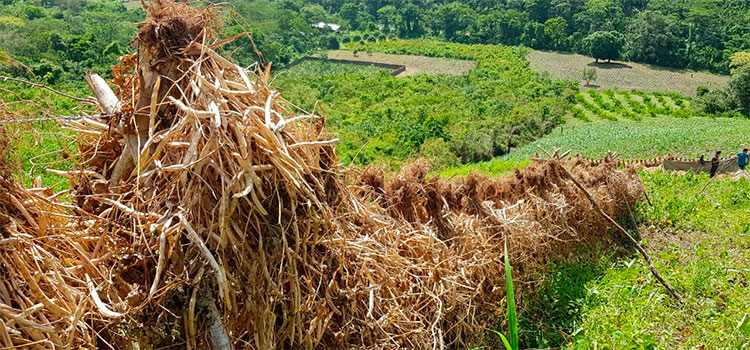 Productores de frijol listos para comercializar su producto con el IHMA