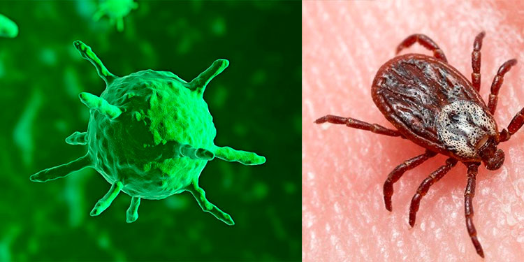 Bunyavirus el nuevo virus mortal que reaparece en China