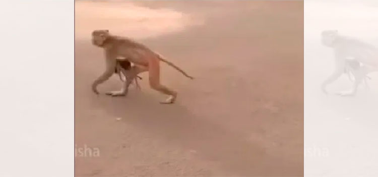 Una madre mono carga el cadáver de su bebé durante días (Video)