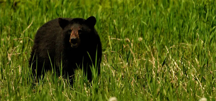 Oso aparece con publicidad de “Trump 2020” en North Carolina