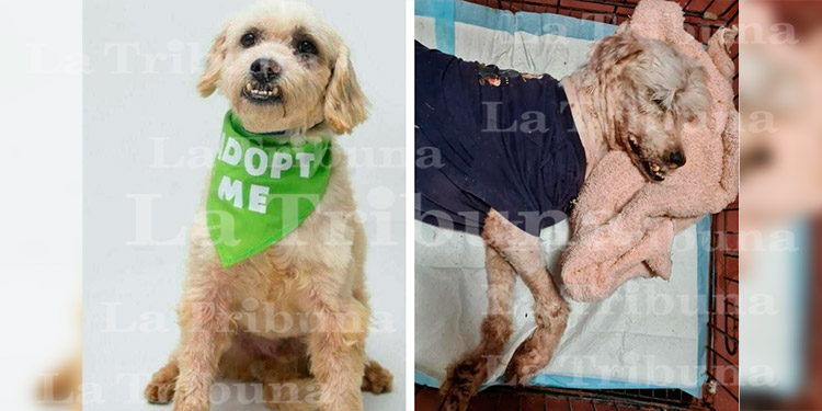 Indignación en Honduras por muerte de perro rescatado dado en adopción
