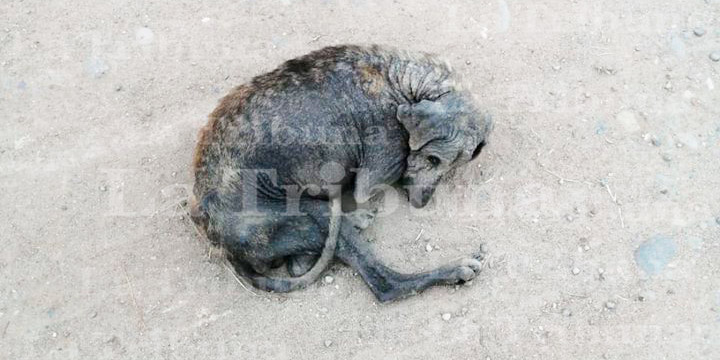El desgarrador llanto de un perro rescatado en Cortés