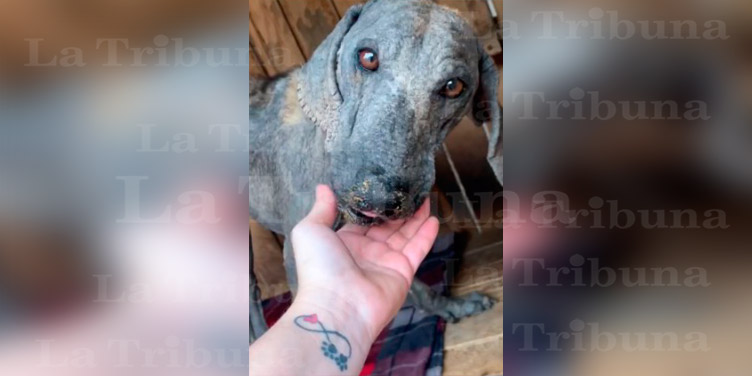 El desgarrador llanto de un perro rescatado en Cortés