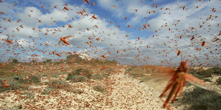 Una feromona irresistible provoca la plaga de langostas