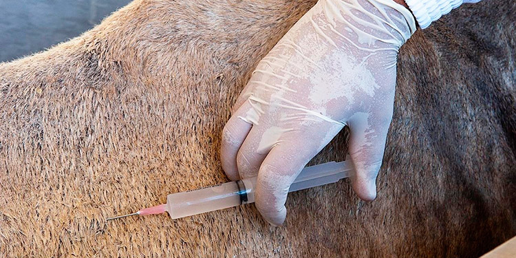 Brasil patenta un suero equino para el tratamiento del nuevo coronavirus (Video)