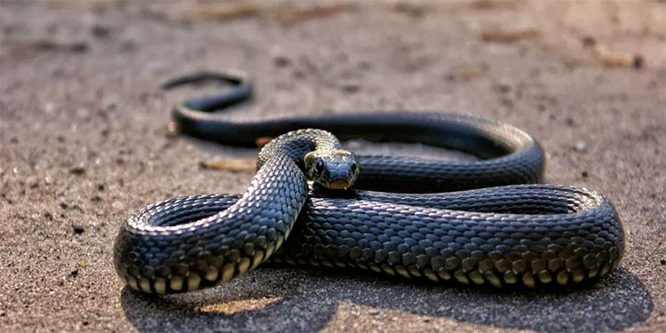 Sorprende serpiente de 2 cabezas encontrada en la India