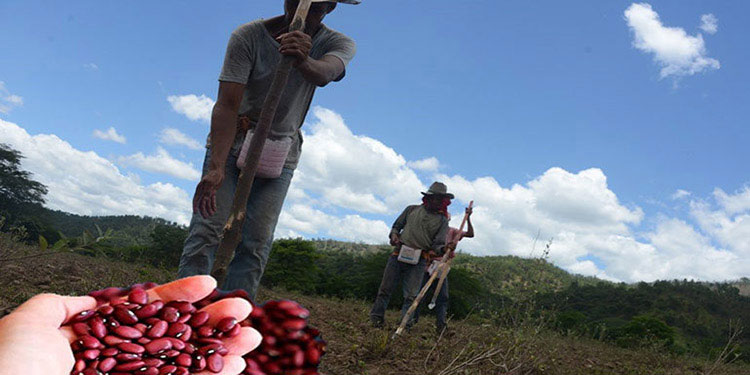 Entregan boletines agroclimáticos para cosecha de postrera