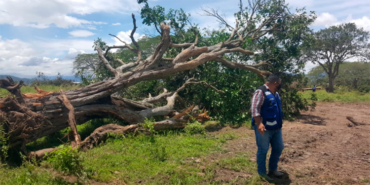 Frenan cruel deforestación en aldea La Música de Danlí