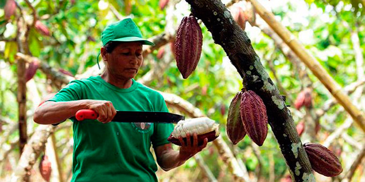 Registro de la SAG: En nueve departamentos operan 5500 cacaoteros