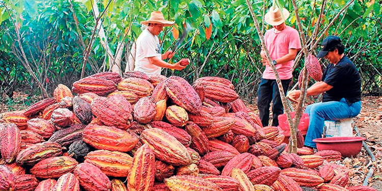 Aumenta exportación de cacao en Wampusirpi