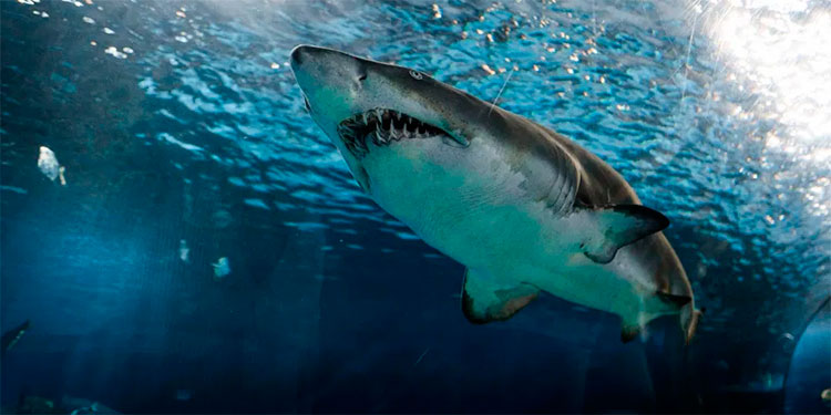 Por qué la vacuna contra el coronavirus podría ser una amenaza para los tiburones