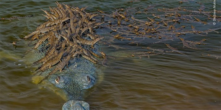 La sorprendente imagen de un cocodrilo cargando más de cien crías