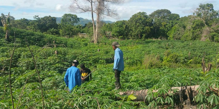 Con novedoso proyecto la comunidad de Limón prevé posible falta de alimentos