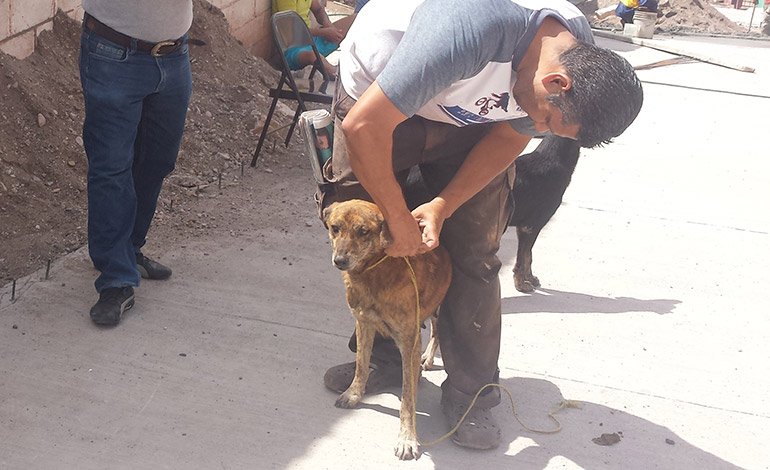 Vacunarán más de un millón de perros y unos 70 mil gatos