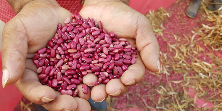 Solicitan estrategia para exportar 2 millones de quintales de frijol