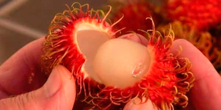 Cultivo de rambután cubre un área de 5 mil manzanas