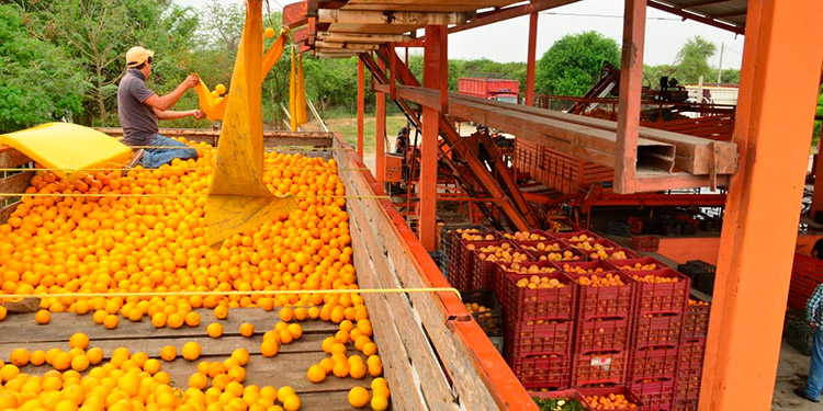 Producción de naranja limón y mandarina fue buena: Agroexportadores